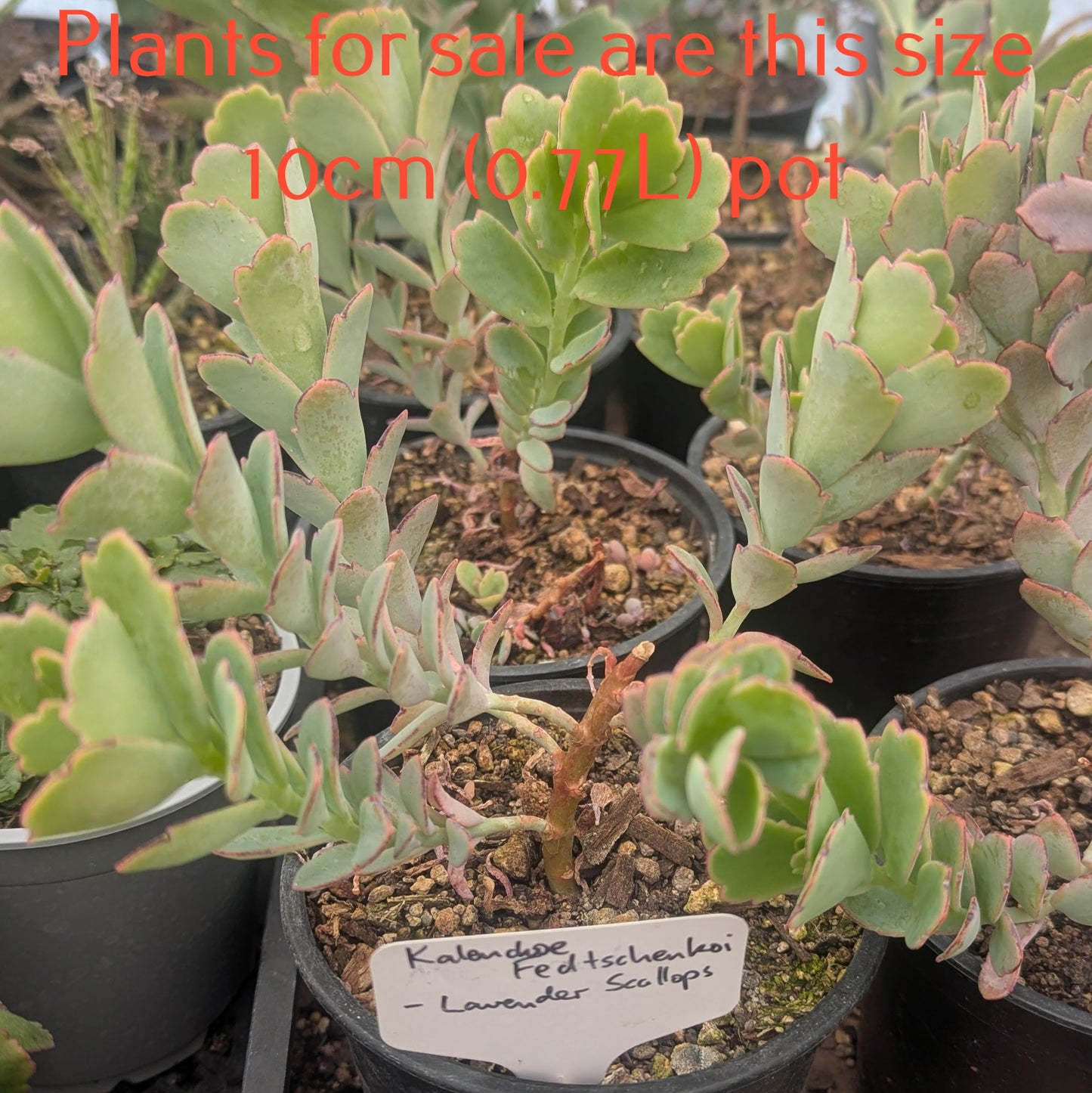 Kalanchoe Fedtschenkoi | Lavender Scallops