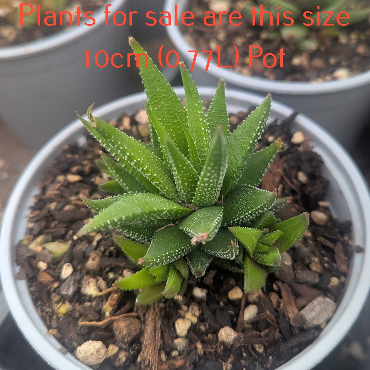 Haworthia Fasciata