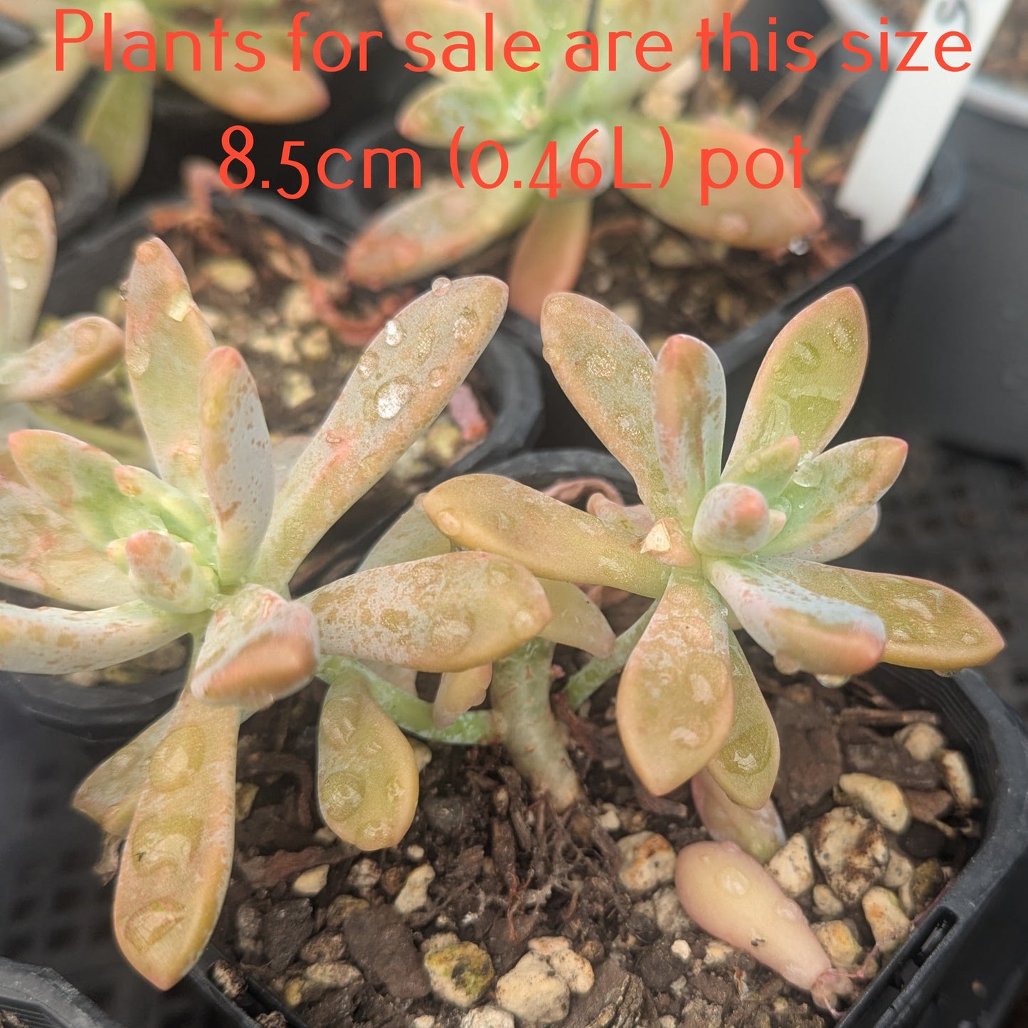 Graptosedum Francesco Baldi