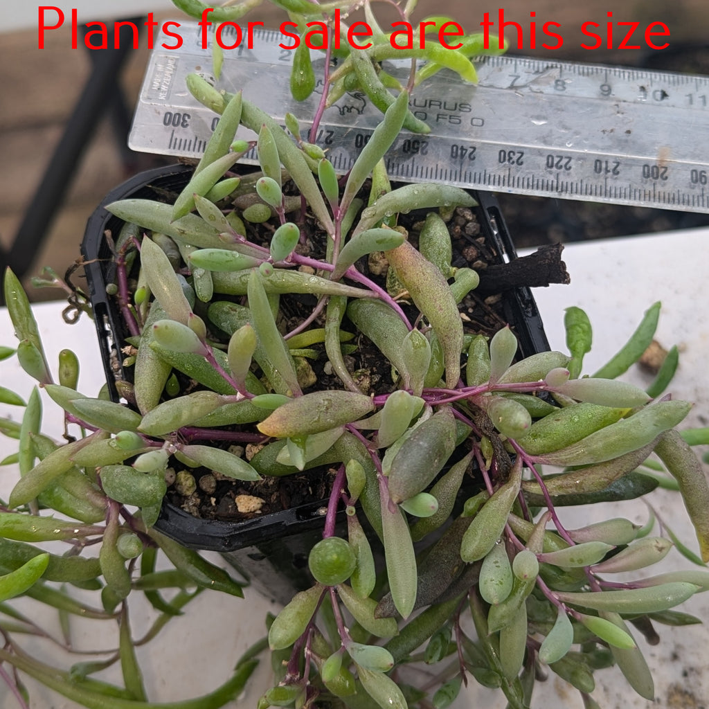 Othonna Capensis | Ruby Necklace