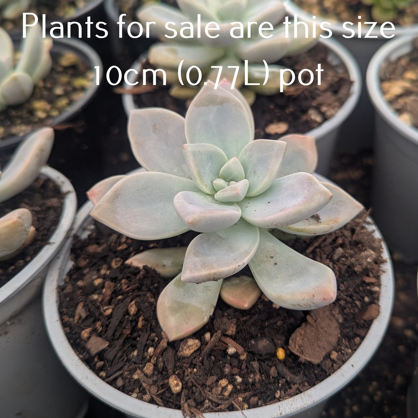Graptoveria Tibutans | Porcelain Plant