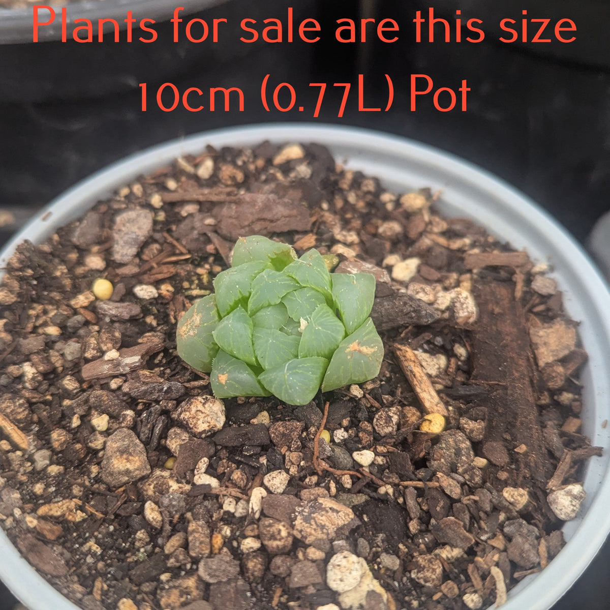 Haworthia Cooperi var. Pilifera