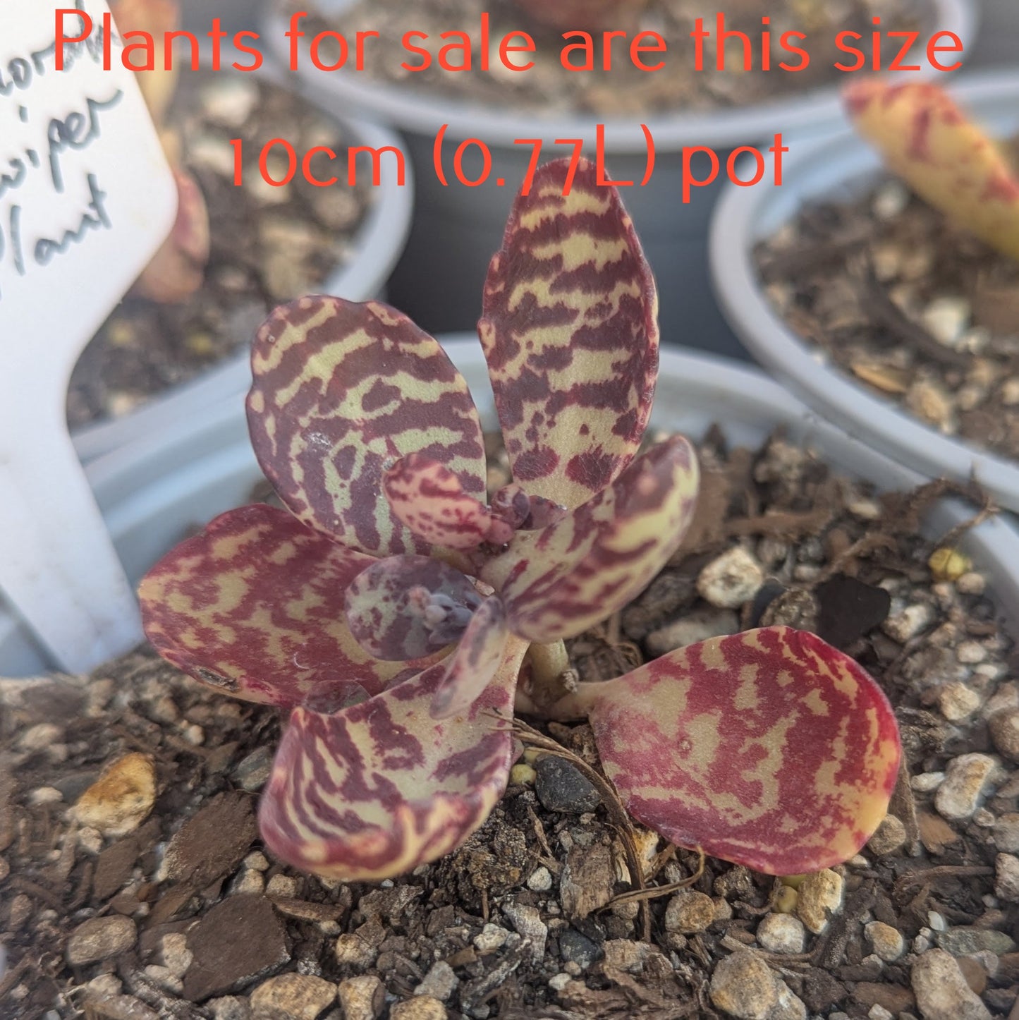 Kalanchoe Marmorata | Leopard Penwiper Plant