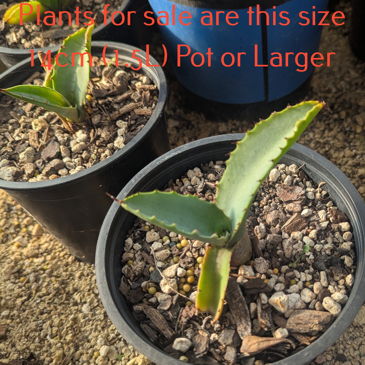 Agave Applanta | Gray Agave