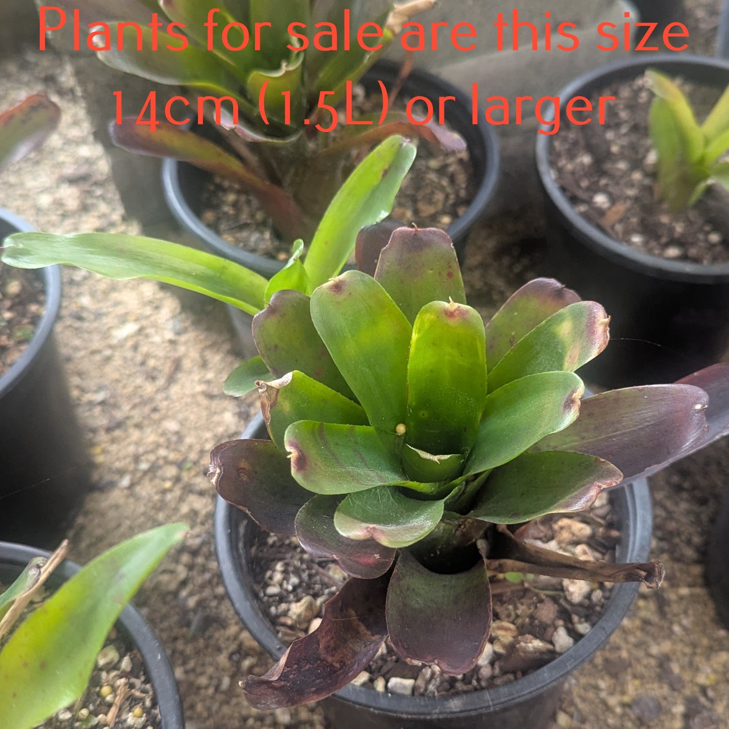 Bromeliad Neoregelia - Fireball x Spines