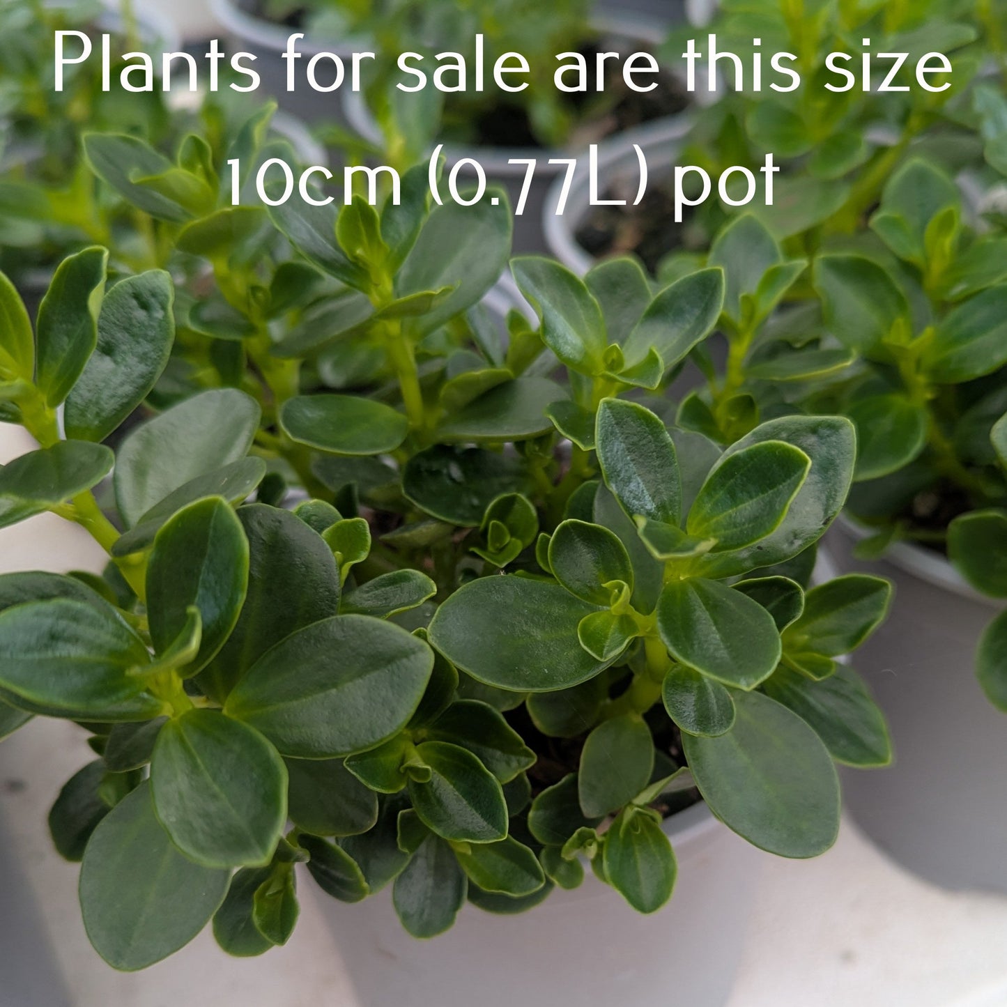 Peperomia Urvilleana
