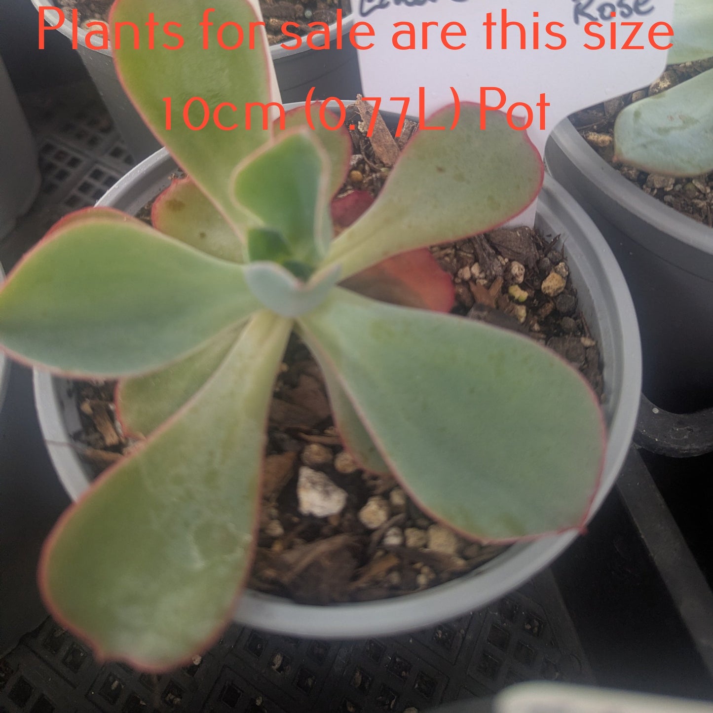 Echeveria White Rose