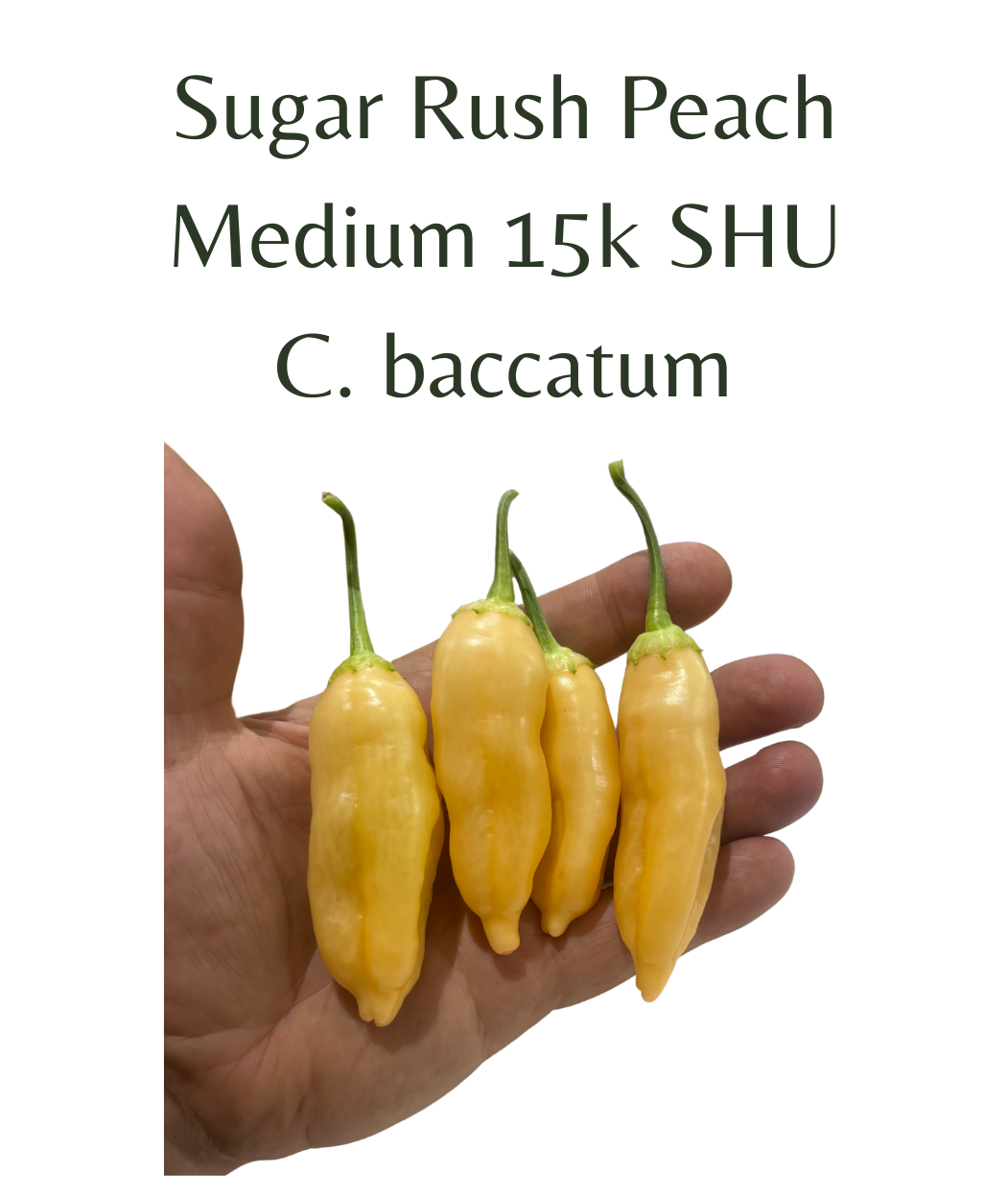 Sugar Rush Peach Chilli Seeds (10 seeds) - Rasmussen Gardens