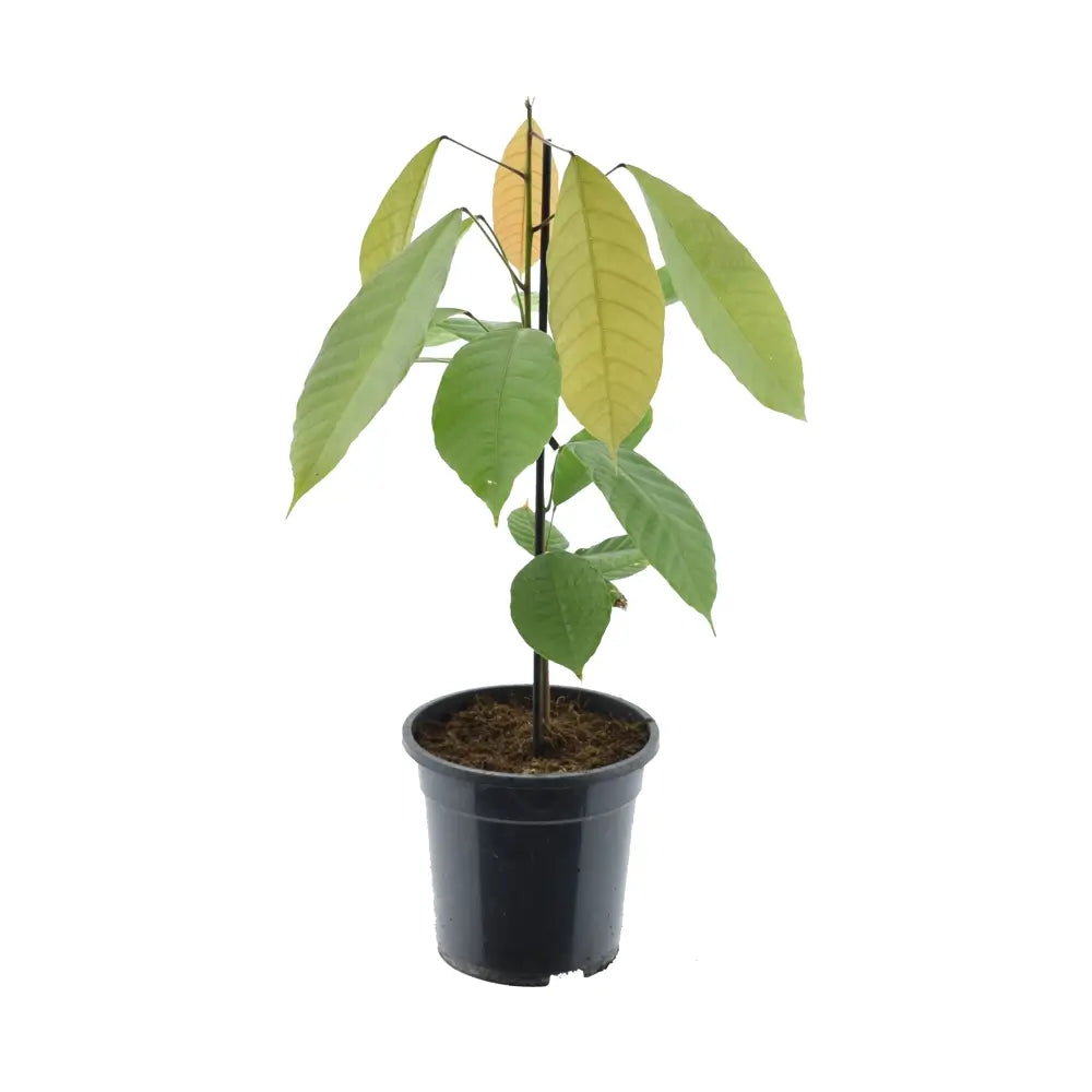 कोको बीन पेड़ (लाल)<br> <i>थियोब्रोमा कोको 'लाल'</i>