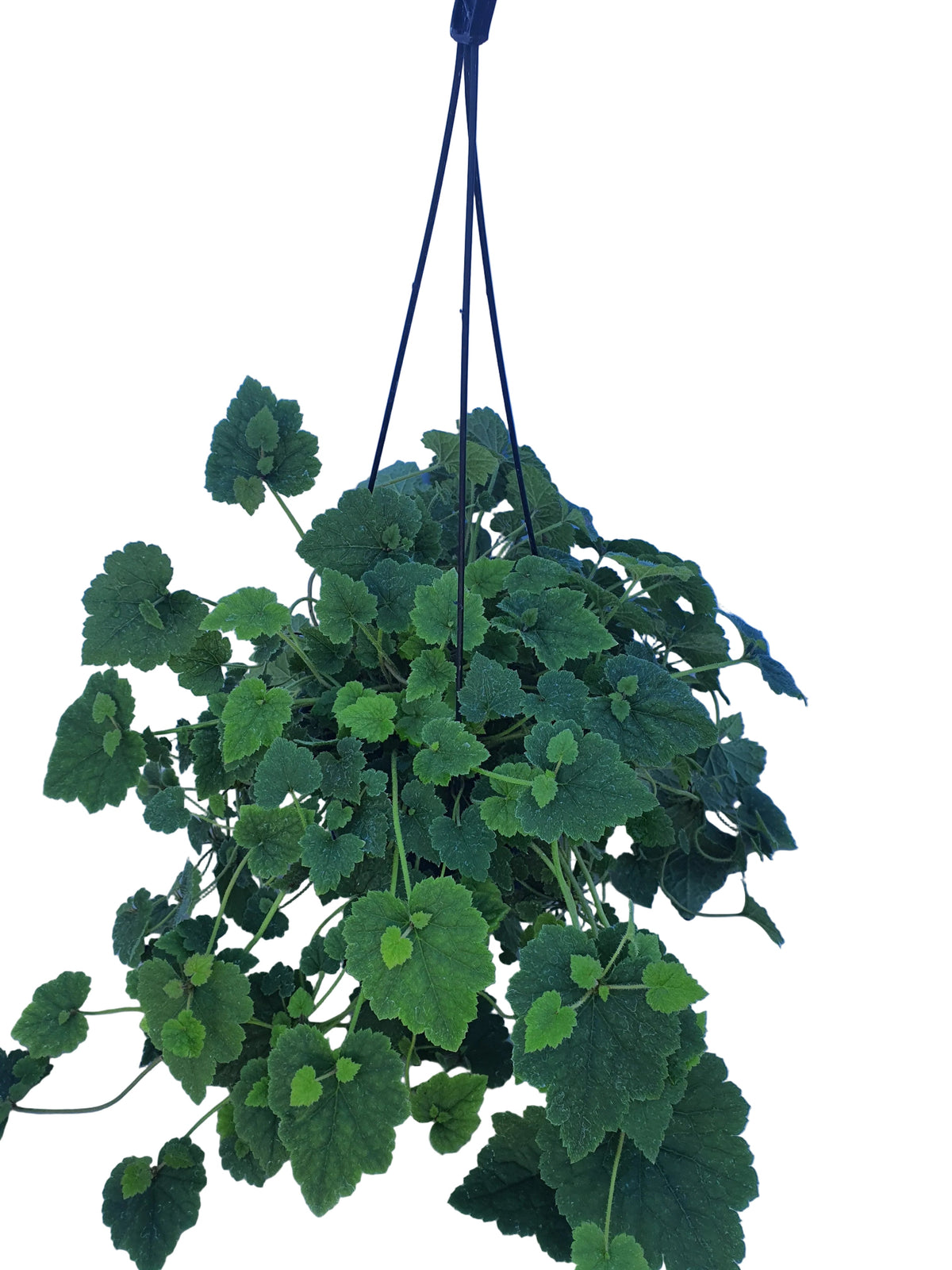 Tolmeia Menziesii in Hanging Pot