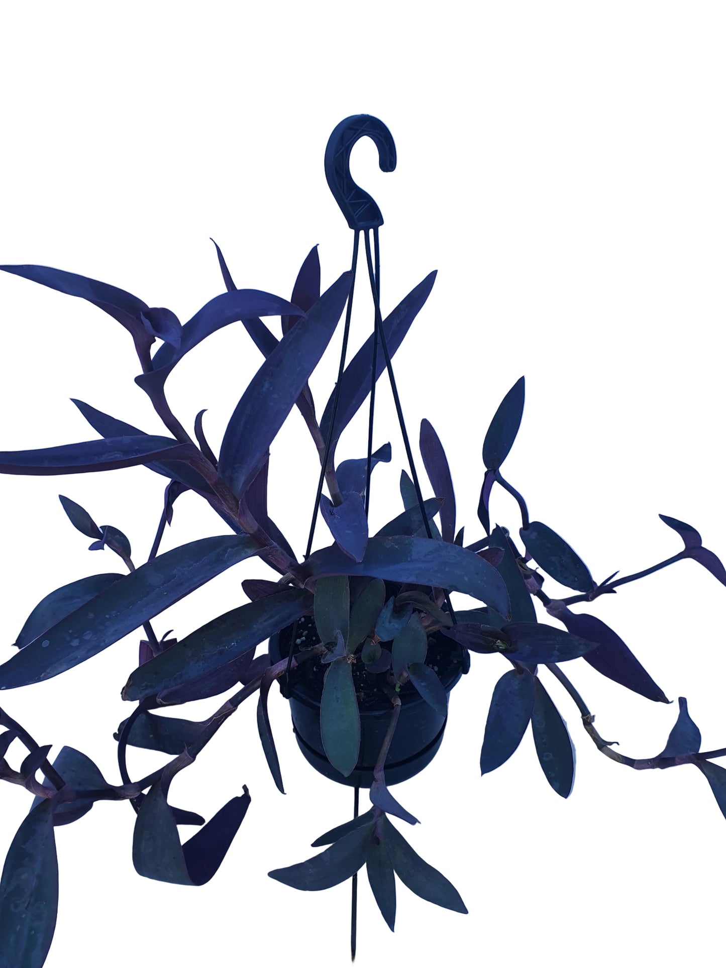 Tradescantia Pallida in Hanging Pot