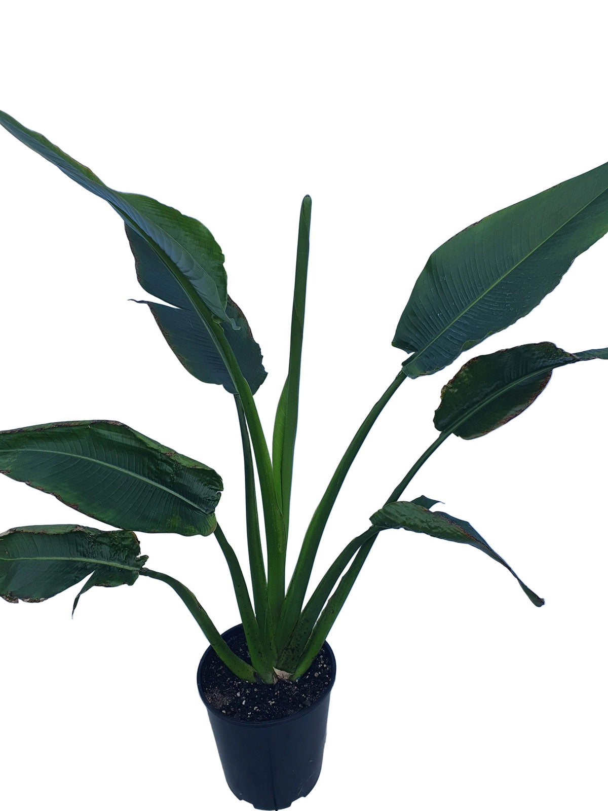 Ravenala Madagascariensis
