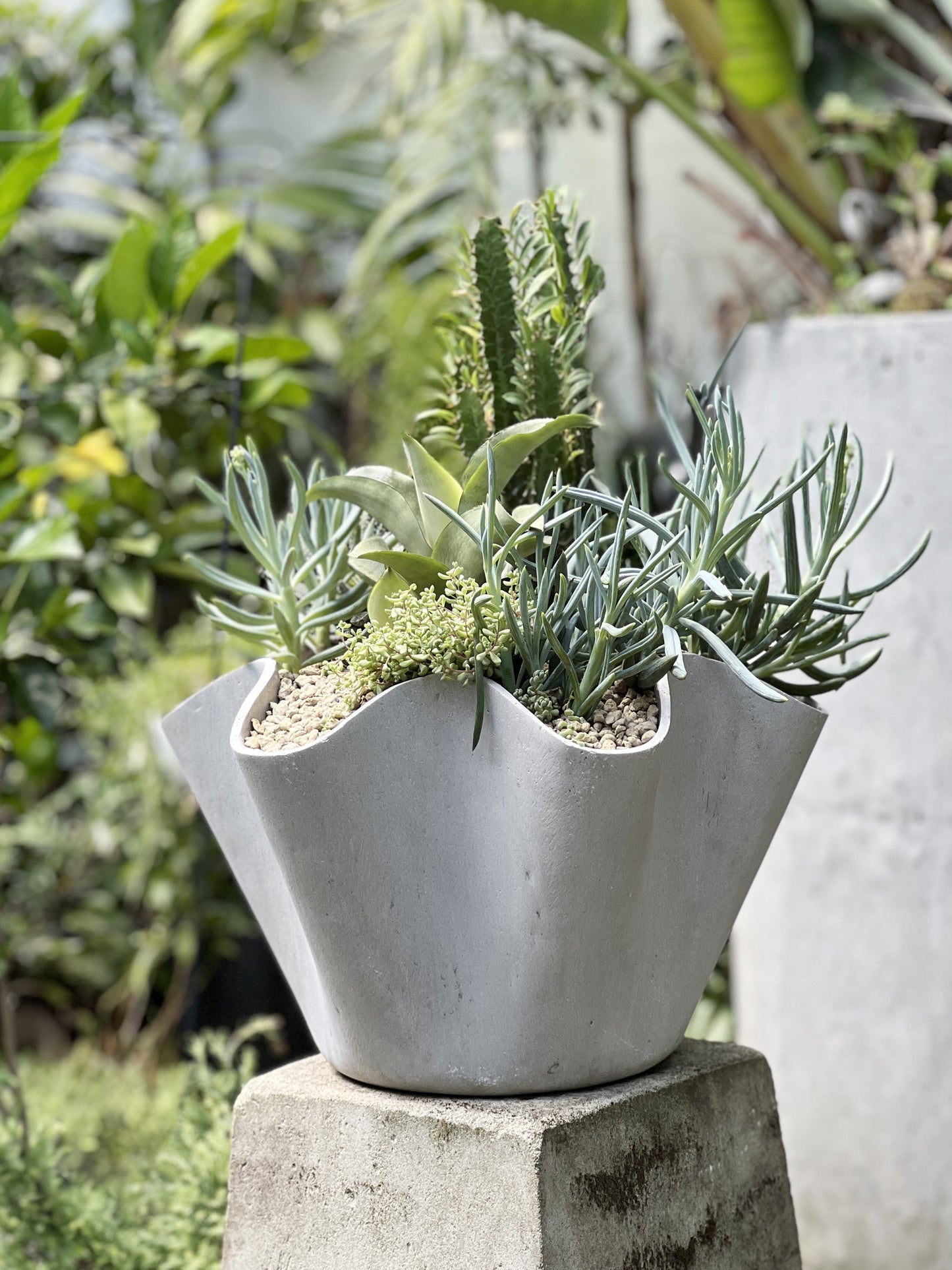Vaso Succulent Bowl