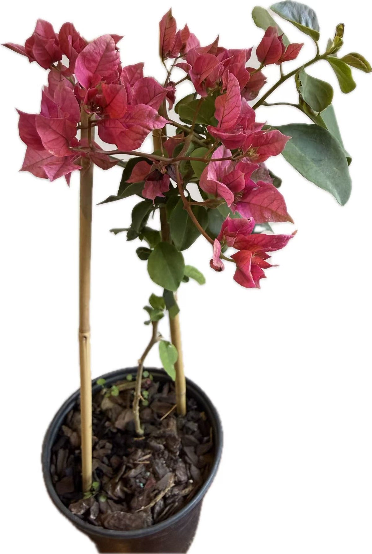 Bougainvillea “Carmencita” 2ltr