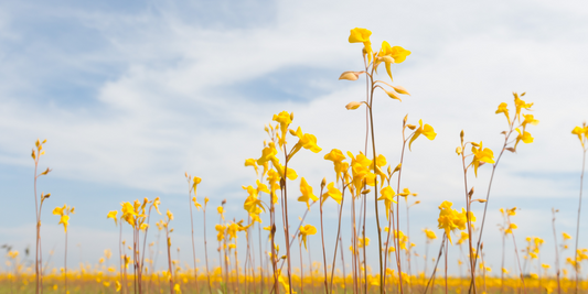 Terrestrial Bladderwort (Utricularia) Growing Instructions