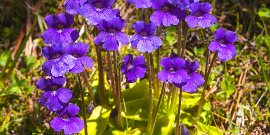 Temperate Butterworts (Pinguicula) Growing Instructions