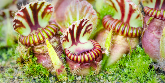 Australian Pitcher Plants (Cephalotus follicularis) Growing Instructions