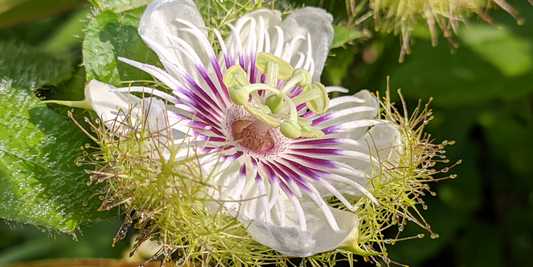 Love-In-A-Mist Passion Fruit (Passiflora foetida) Growing Instructions