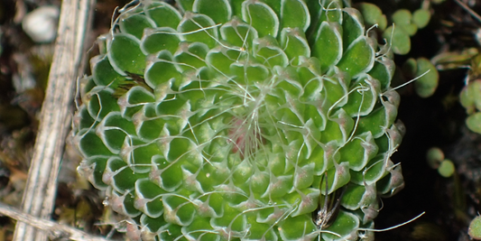 Trigger Plant (Stylidium graminifolium) Growing Instructions