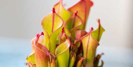 Sun Pitcher Plants (Heliamphora) Growing Instructions