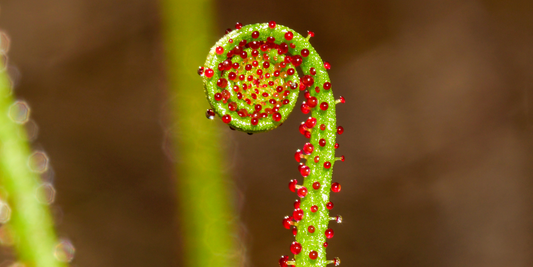 Dewy Pine (Drosophyllum lusitanicum) Growing Instructions