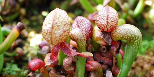 Cobra Lilies (Darlingtonia californica) Growing Instructions