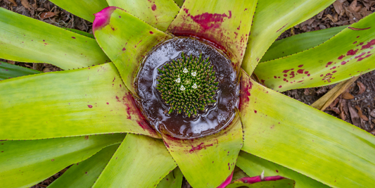 Carnivorous Bromeliad (Brocchinia) Growing Instructions