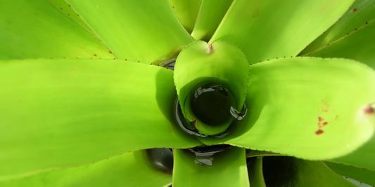 Carnivorous Bromeliad (Catopsis) Growing Instructions