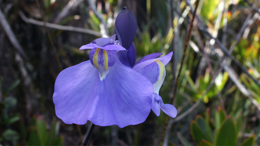 Tropical Bladderwort (Utricularia) Growing Instructions