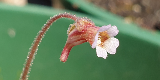 Warm Temperate Butterworts (Pinguicula)