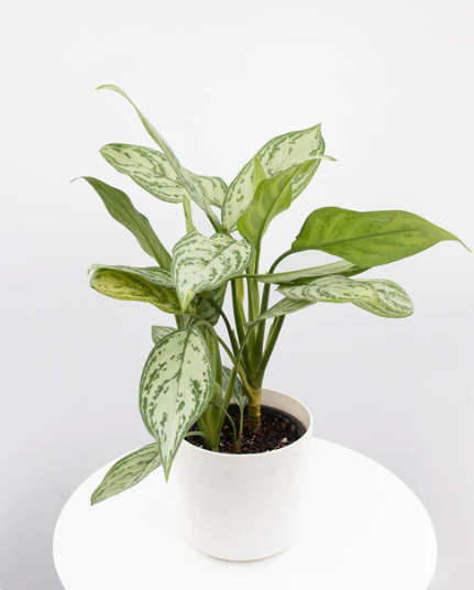 Aglaonema | Plant Care Guide