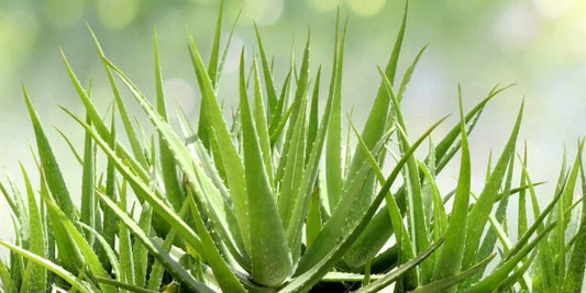 Aloe Plants | A Complete Guide