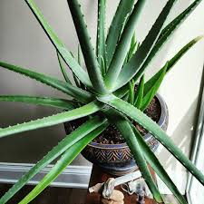 Aloe Vera | Your Ultimate Growing Guide