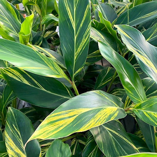 Alpinia zerumbet | A Gardener's Guide