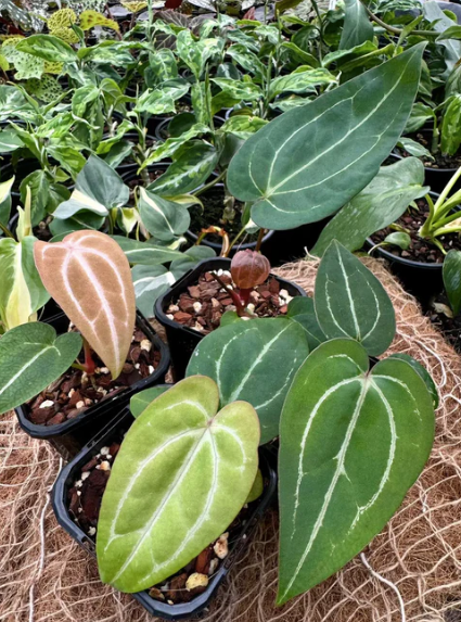 Anthurium  | Plant Care Guide