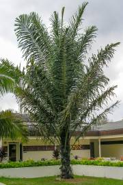 Arenga micrantha Palm | Growing in NZ