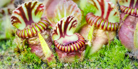 Australian Pitcher Plants (Cephalotus)