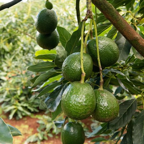 Avocado | Grow Your Own Tree from Seed
