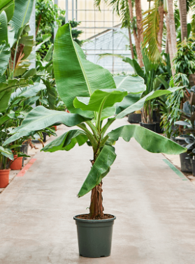 Banana 'Misi Luki' | Growing Guide