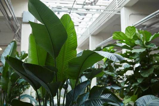 Strelitzia | All About Bird of Paradise