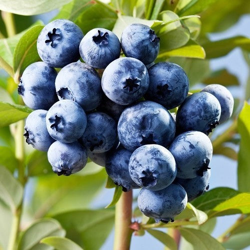 Blueberries | NZ Growing Guide