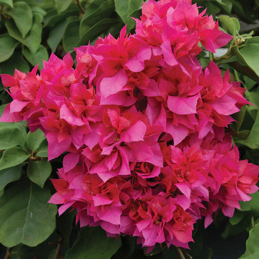 Bougainvillea 'Carmencita' | The Double-Flowered Star of Your Garden
