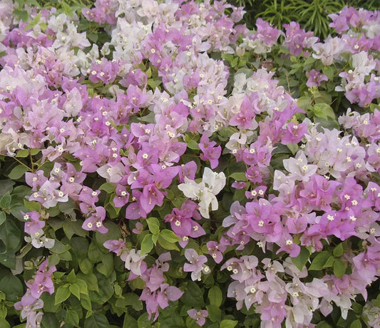 Bougainvillea | Growing Guide