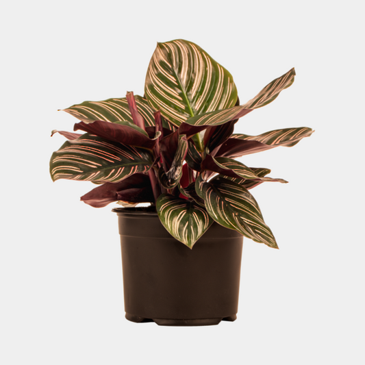 Calathea ornata | Complete Care Guide
