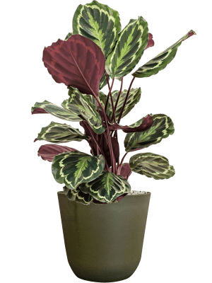 Calathea 'Medallion' | Complete Care Guide