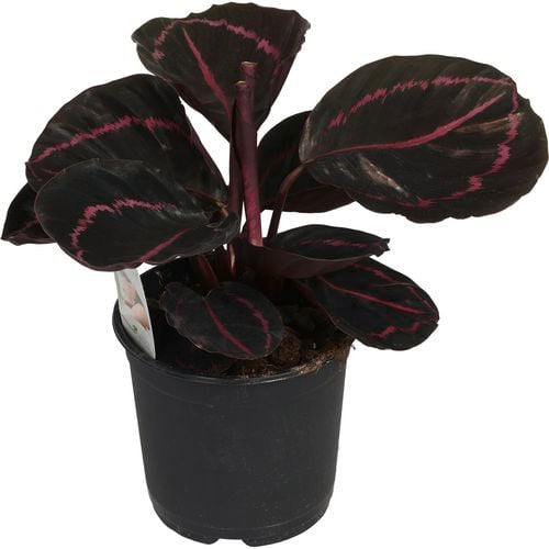 Calathea 'Dottie' | Complete Care Guide