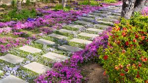Thyme, Creeping Thyme | A Perfect Groundcover