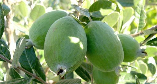 Feijoas | How to Trim for a Better Harvest