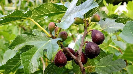 Fig Varieties | NZ Guide to Best Figs