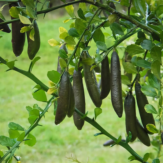 Citrus | NZ Guide to Growing Finger Limes